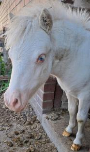 Minishetty Hengst Shetlandpony Hengstfohlen