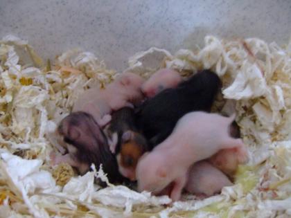 Goldhamsterbabys abzugeben