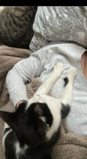 Geschwister Katzen suchen liebevolles Zuhause EKH