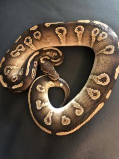 4 königspythons mit Terrarium zu verkaufen