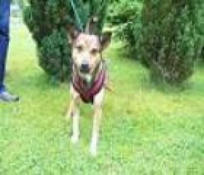 Paci, 4 J. sucht weiches Körbchen u. liebe Familie