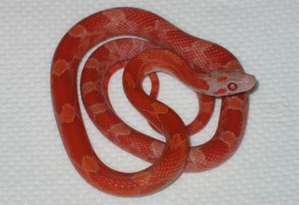1. 0 Kornnatter lava bloodred poss. het. anery, charcoal