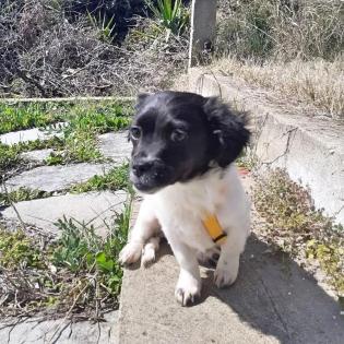 Daphne -Pflegestelle gefunden