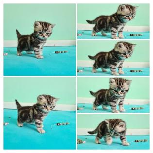 BKH Britisch Kurzhaar Kitten silber tabby Whiskas mit Stammbaum
