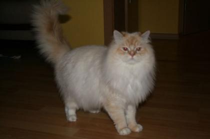 BHL Kater mit cream point gen sucht neues Zuhause