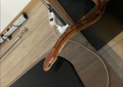 3 Kornnattern inkl. hochwertigem Terrarium und Zubehör abzugeben