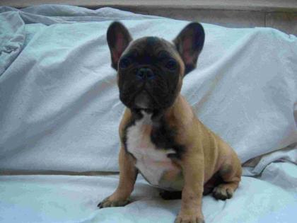 FRANZÖSISCH BULLDOG RÜDE, 15 WOCHEN ALT IN LIEBEVOLLE