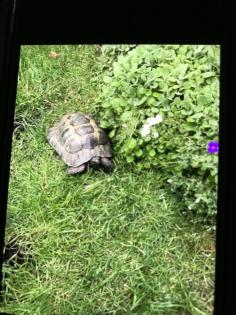Schildkröten zum verkaufen