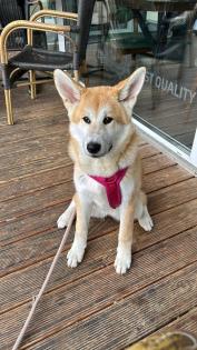 Akita inu Weibchen 8 Monate