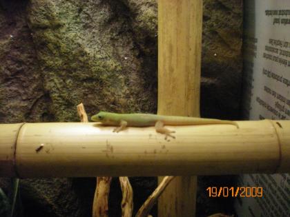 P. laticauda laticauda Goldstaub-Taggecko
