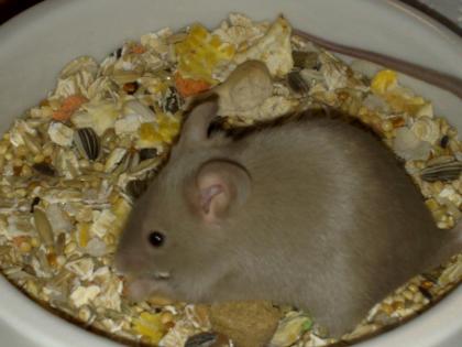 1 Adulte Maus kostet ab 87 Cent- 100 gesunde Mäuse und Ratten.