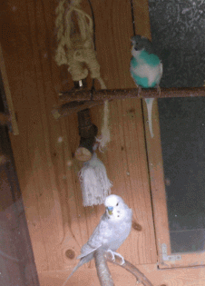 Zwei Wellensittich- Männchen abzugeben 12 4 J.