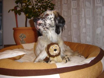 Hundesitter gesucht