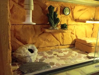 Terrarium, zwei Leopardgeckos