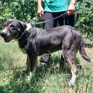 Wanja sucht ein Zuhause