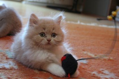 Süße BKH/BLH Kitten suchen Dosenöffner