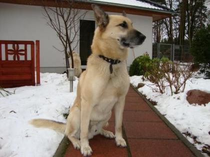 Schäferhund Mix sucht ein liebevolles Zuhause