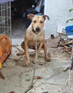 Notfellchen Athina sucht ein passendes Zuhause