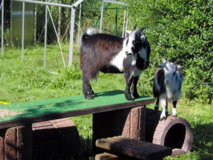 Gebe zwei hölländische zwergzegen ab
