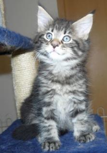 Maine Coon Baby