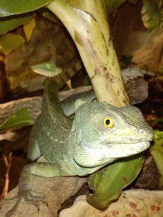 Zwei Stirnlappenbasilisken Basiliscus plumifrons