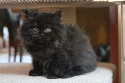 THEY ARE, THE BLACK British Longhair