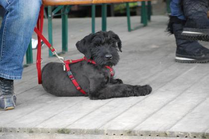 Riesenschnauzer Welpen Q-Wurf m. Papieren