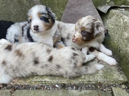 Australian Shepherd Welpen
