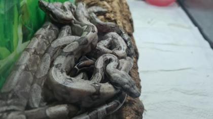 Boa constrictor Babys