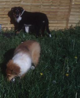 Collies welpen in rot-weiß und tricolor