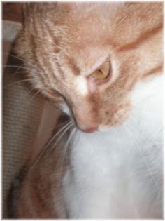 Wir suchen liebevolle Menschen für unsere Kitty