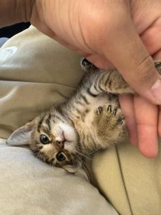 Bengalkitten babykatze bengal