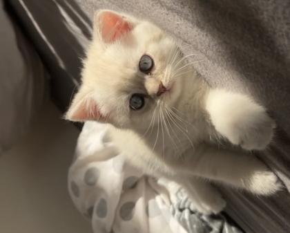 Bkh kitten Kristall blauen Augen