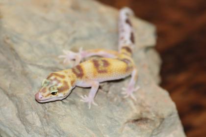 Leopardgecko Super Giant 0. 1