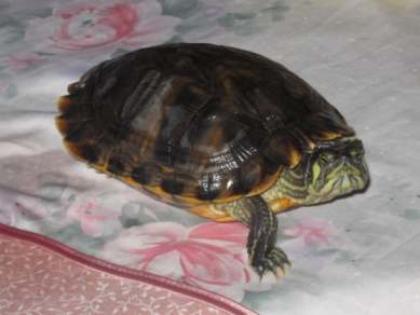 -Dringend-2 Wasserschildkröten abzugeben
