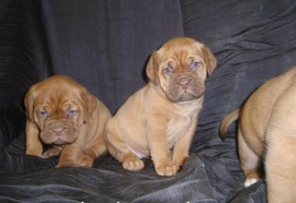 Bordeaux Doggen