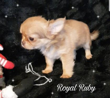 Typvolle Chihuahua Welpen in Lang-Kurzhaar aus seriöser Zucht