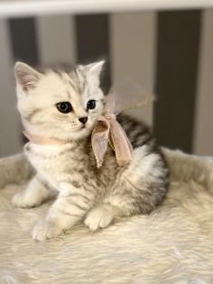 BKH Britisch Kurz Haar Kitten