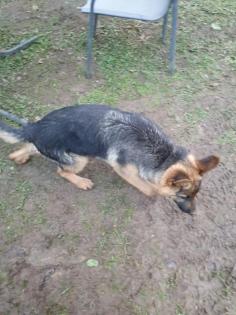 Deutsche schäferhund Welpe