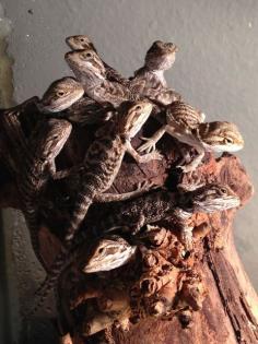 Bartagam Jungtiere suchen ein neues zu Hause -