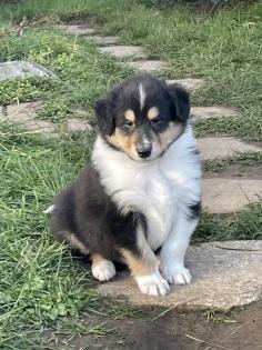 Reinrassige Collie Langhaar Welpen -Amerikanische Linie