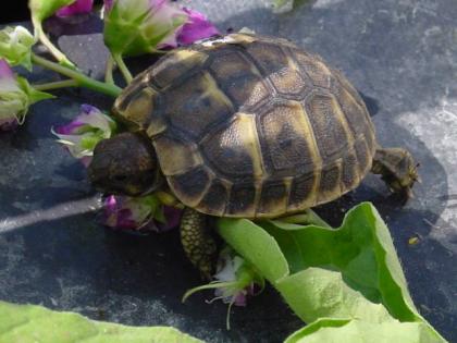 Griechische Landschildkröten / Thh