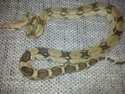 Boa c. imperator weibchen