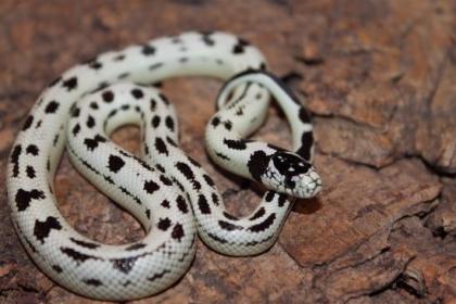 Lampropelzis Californiae High White / Leonis