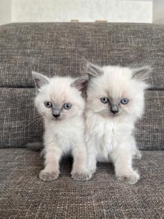 Britisch Kurzhaar Kitten
