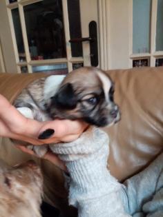 Havaneser Malteser Welpen