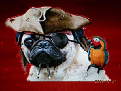 Mops welpen aus österreich, kontrollierter zucht
