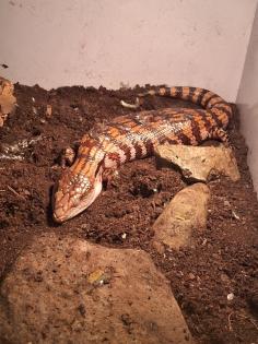 Blauzungenskink Tiliqua gigas Irian jaya Blauzunge Skink