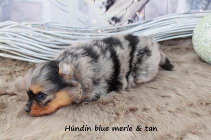 Pomeranianhündinwelpe bluemerle