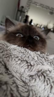 Birma Kater